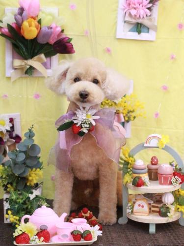 20230309モコくん